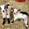 Nigerian-Dwarf-Goats-for-Sale.jpg Nigerian Dwarf Goats for Sale