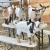 Nigerian-Dwarf-Goats-for-Sale-NOW.jpg Nigerian Dwarf Goats for Sale