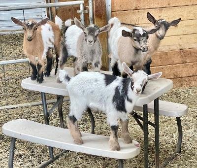 Nigerian-Dwarf-Goats-for-Sale-NOW.jpg Nigerian Dwarf Goats for Sale