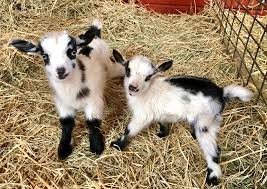 Nigerian-Dwarf-Goats-for-Sale.jpg Nigerian Dwarf Goats for Sale