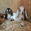 Nubian-Goats-for-Sale.jpg Nubian Goats for Sale