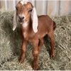 Nubian-Goats-for-Sale-LIVESTOCK-FOR-SALE-USA.jpg Nubian Goats for Sale