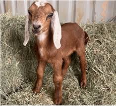 Nubian-Goats-for-Sale-LIVESTOCK-FOR-SALE-USA.jpg Nubian Goats for Sale