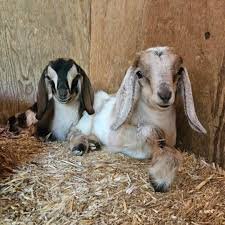 Nubian-Goats-for-Sale.jpg Nubian Goats for Sale