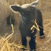Miniature Babydoll Southdown Sheep