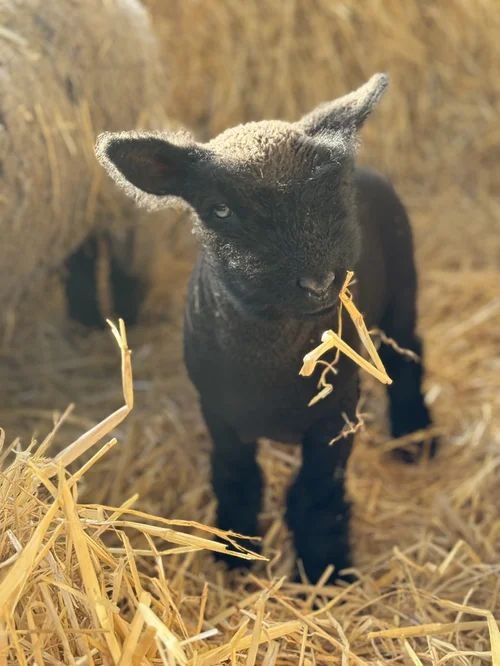 Miniature Babydoll Southdown Sheep