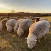 Miniature Babydoll Southdown Sheep