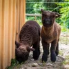 Miniature Babydoll Southdown Sheep