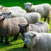 Olde English Babydoll Southdown sheep