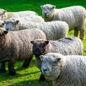 Olde English Babydoll Southdown sheep 2 Olde English Babydoll Southdown sheep