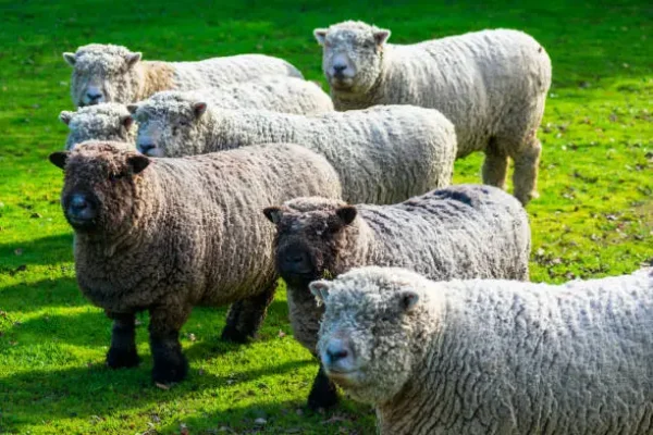 Olde English Babydoll Southdown sheep