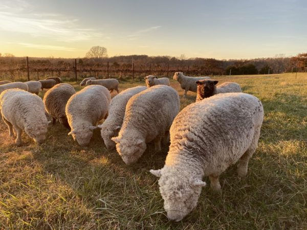 Miniature Babydoll Southdown Sheep
