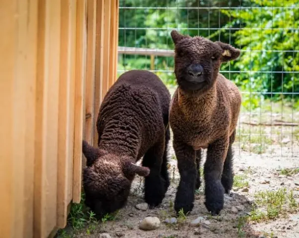Miniature Babydoll Southdown Sheep