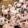 Pietrain Pigs for sale