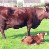 Red Poll Cattle for sale