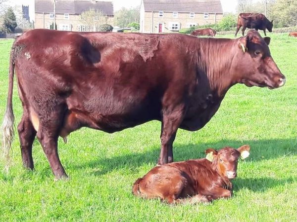 Red Poll Cattle for sale