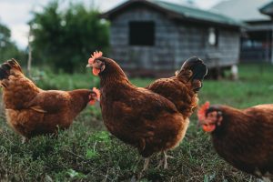 Rhode Island Red Ready-to-Lay Hens (RIR) for Sale