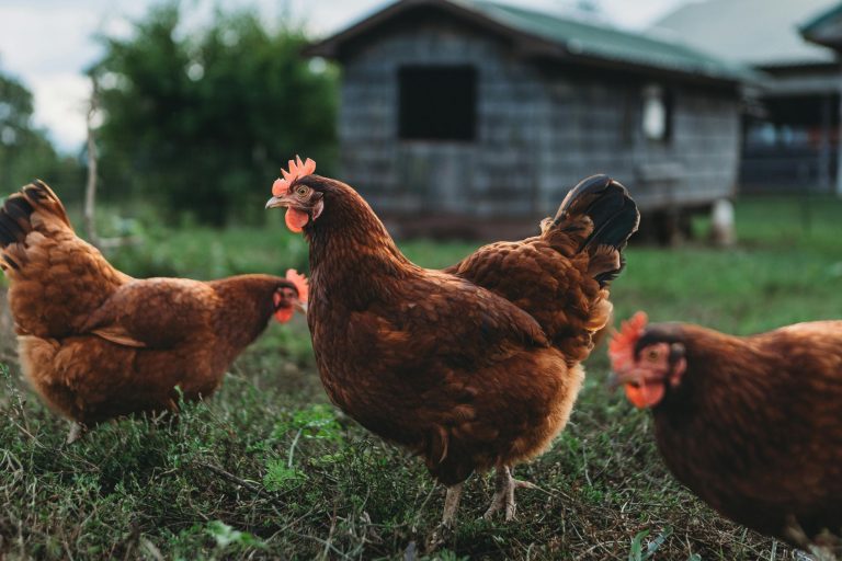 Rhode Island Red Ready-to-Lay Hens (RIR) for Sale