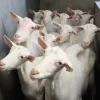 Saanen dairy goat, a high-volume milk breed popular for home dairies