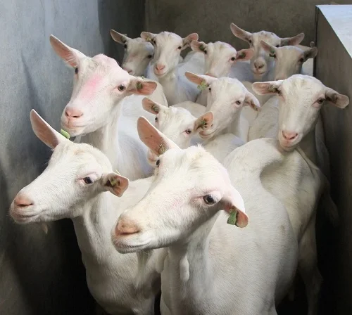 Saanen dairy goat, a high-volume milk breed popular for home dairies