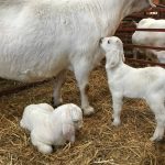 Savanna goats on a farm, an example of a hardy meat goat breed for beginners