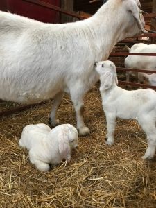 Savanna goats on a farm, an example of a hardy meat goat breed for beginners