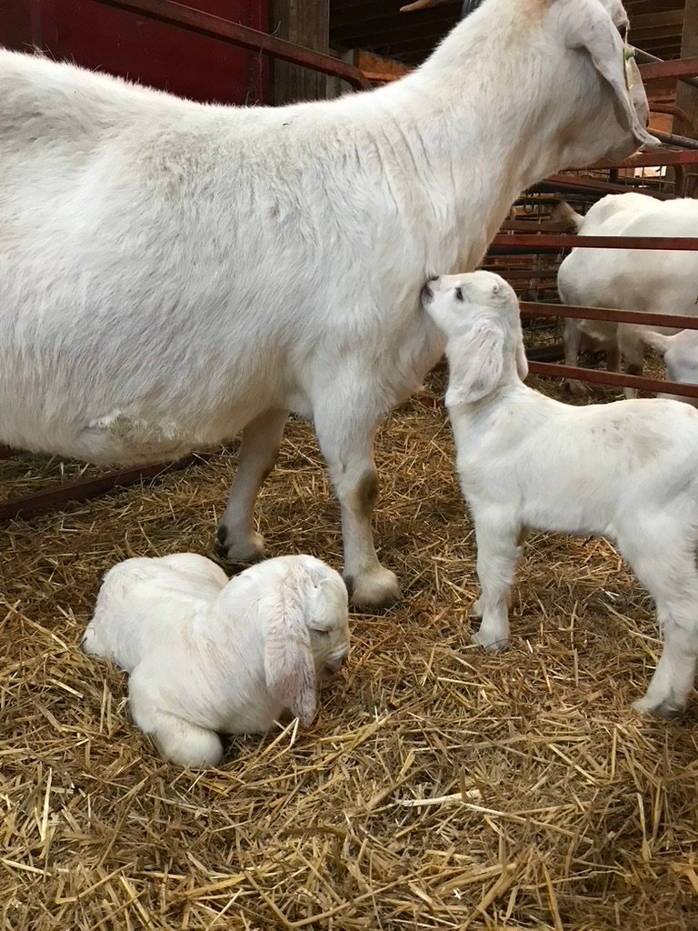Savanna goats on a farm, an example of a hardy meat goat breed for beginners