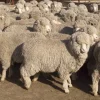Sheep-with-heavy-fleeces-800x530-1-600x398-1-1.webp Flock of sheep with heavy fleeces grazing on pasture, ideal for beginner sheep owners