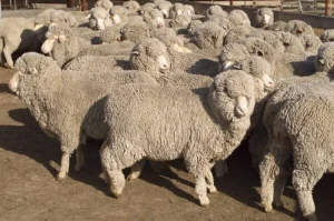 Flock of sheep with heavy fleeces grazing on pasture, ideal for beginner sheep owners