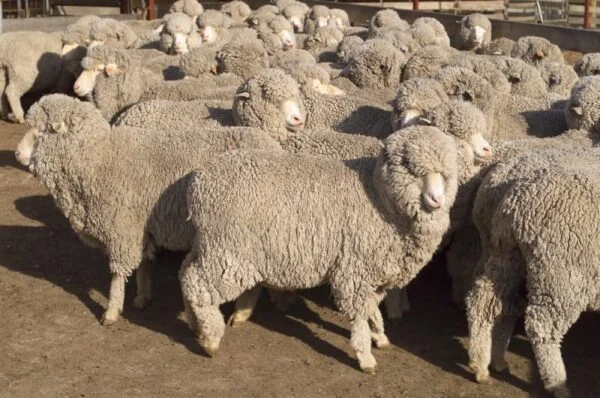 Sheep-with-heavy-fleeces-800x530-1-600x398-1-1.webp Flock of sheep with heavy fleeces grazing on pasture, ideal for beginner sheep owners
