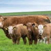 Simmental-Cattle-for-Sale.webp Simmental Cattle for Sale