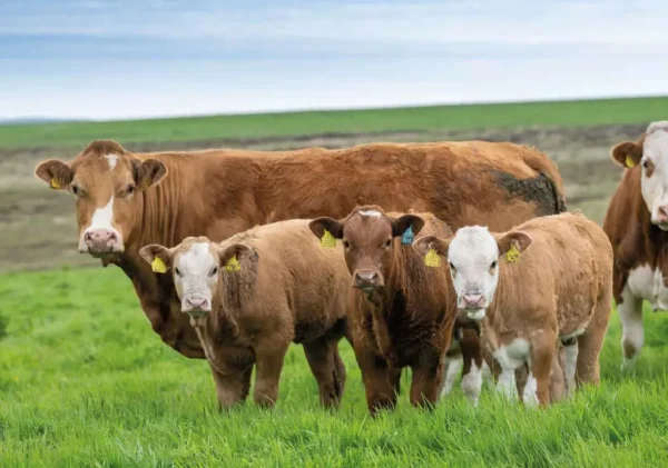 Simmental-Cattle-for-Sale.webp Simmental Cattle for Sale