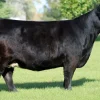 Simmental-Cattle-for-Sale-Available.webp Simmental Cattle for Sale
