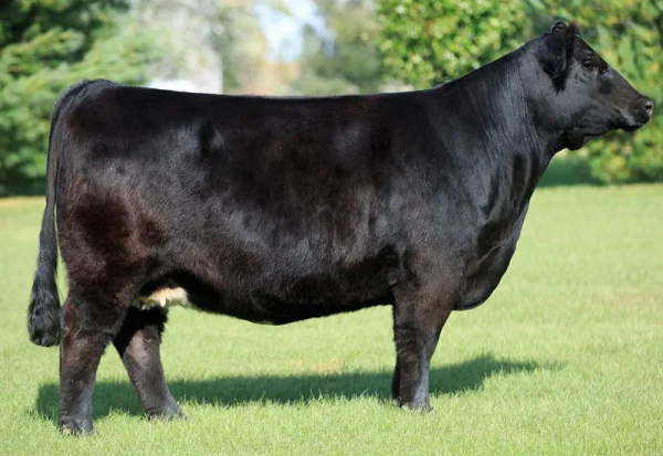Simmental-Cattle-for-Sale-Available.webp Simmental Cattle for Sale