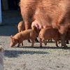 Tamworth-Pigs-for-sale-1.jpg Tamworth Pigs for sale