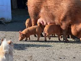 Tamworth-Pigs-for-sale-1.jpg Tamworth Pigs for sale