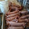 Tamworth-Pigs-for-sale-now-1.jpg Tamworth Pigs for sale