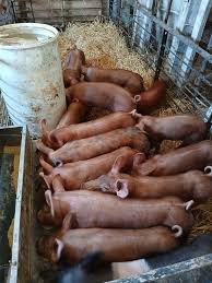 Tamworth-Pigs-for-sale-now-1.jpg Tamworth Pigs for sale