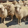 WhatsApp-Image-2020-08-13-at-7.28.11-PM-1.webp Merino Sheep for Sale