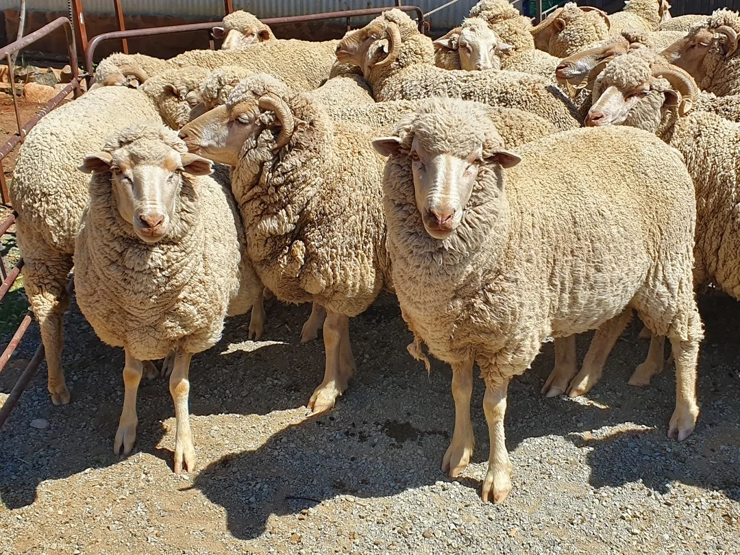 Dorper Sheep for Sale