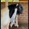WhatsApp-Image-2025-10-17-at-12.48.58-PM-1.webp Damascus Goats for sale