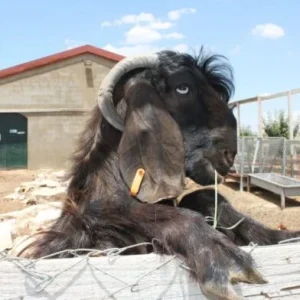 Damascus Goats for sale