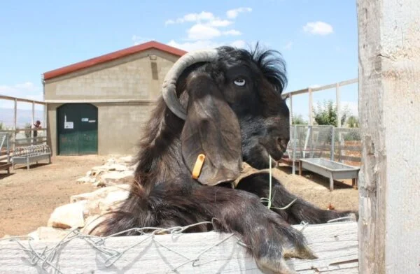 WhatsApp-Image-2025-10-17-at-12.48.58-PM-1-600x392-1-1.webp Damascus Goats for sale
