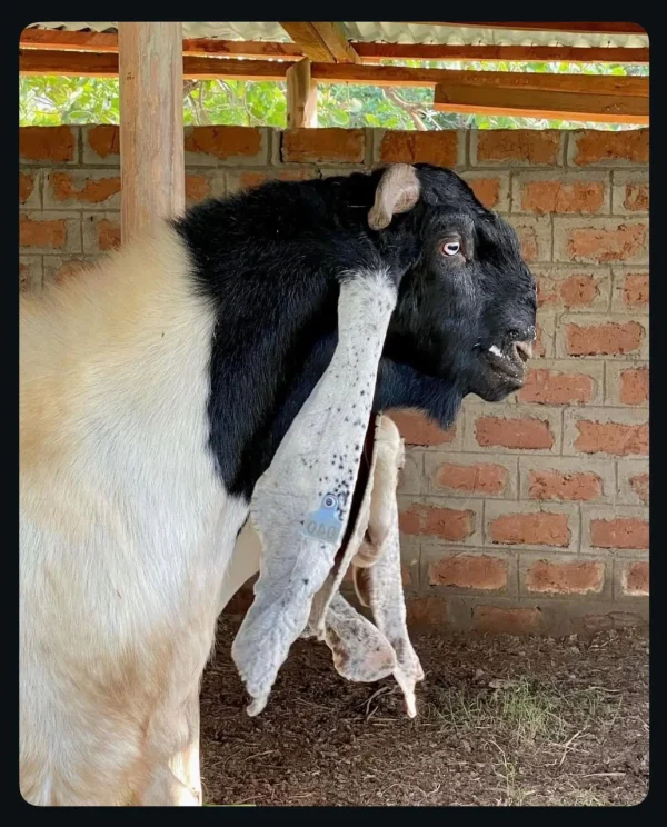WhatsApp-Image-2025-10-17-at-12.48.58-PM-1.webp Damascus Goats for sale