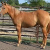 a5ee0dd0649712dd7d92ccd01db8d0c7-600x532 Quarter Horses for Sale