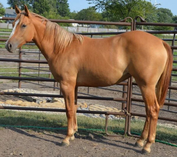 a5ee0dd0649712dd7d92ccd01db8d0c7-600x532 Quarter Horses for Sale