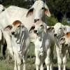 af4420ceea1c55a40783d353459f5d97-600x902-1-1.webp Brahman Cattle For Sale
