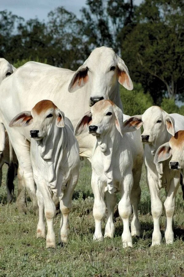 af4420ceea1c55a40783d353459f5d97-600x902-1-1.webp Brahman Cattle For Sale