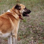 Anatolian Shepherd livestock guardian dog standing portrait outdoors