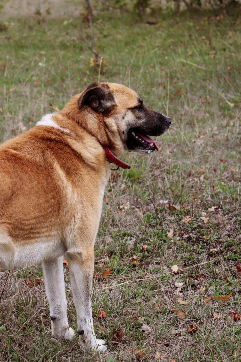 Anatolian Shepherd livestock guardian dog standing portrait outdoors